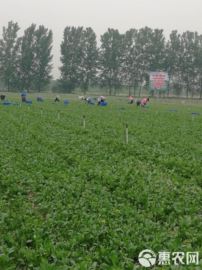 广东菜心 新鲜蔬菜基地供应，量大从优！优质菜心看过来