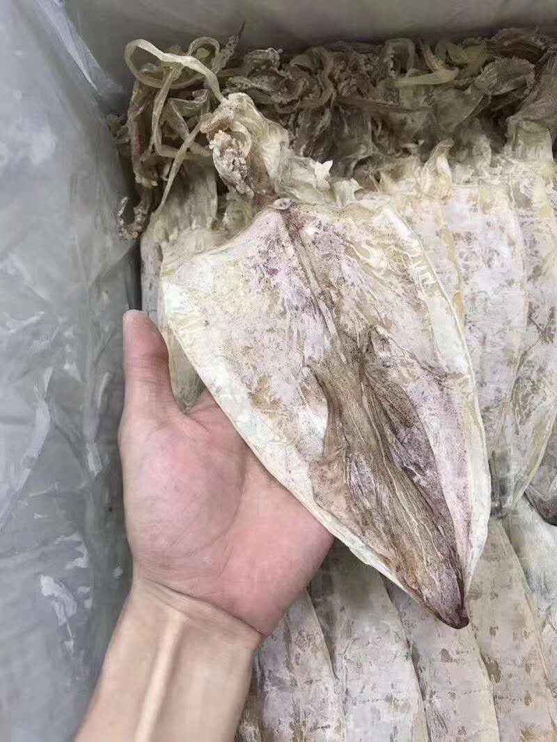 北部湾鱿鱼  鱿鱼