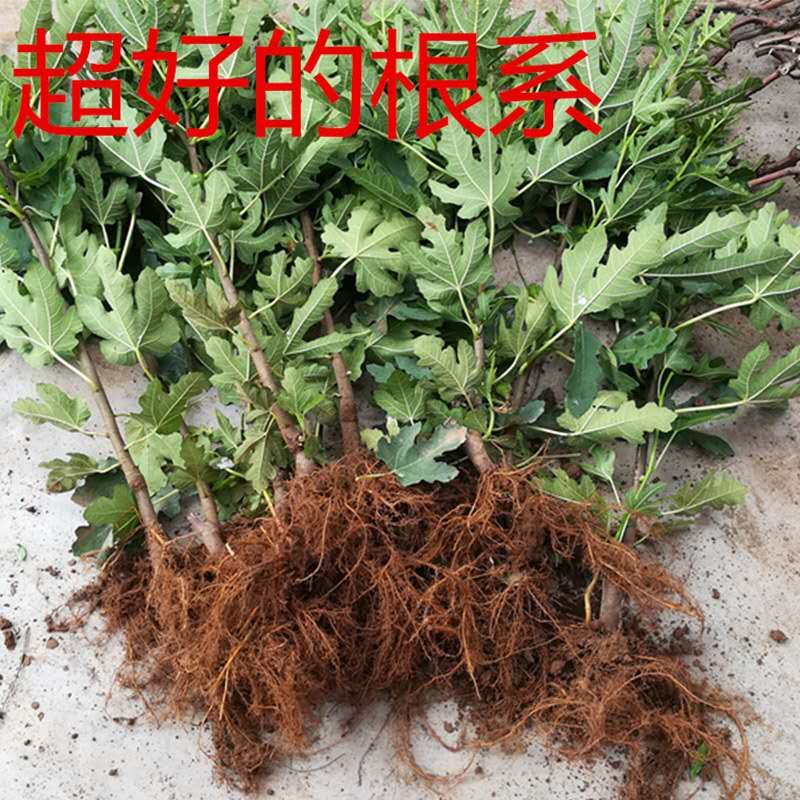 波姬红无花果苗  无花果苗波姬红布兰瑞克紫果青皮新疆枣黄品种多多量大从优