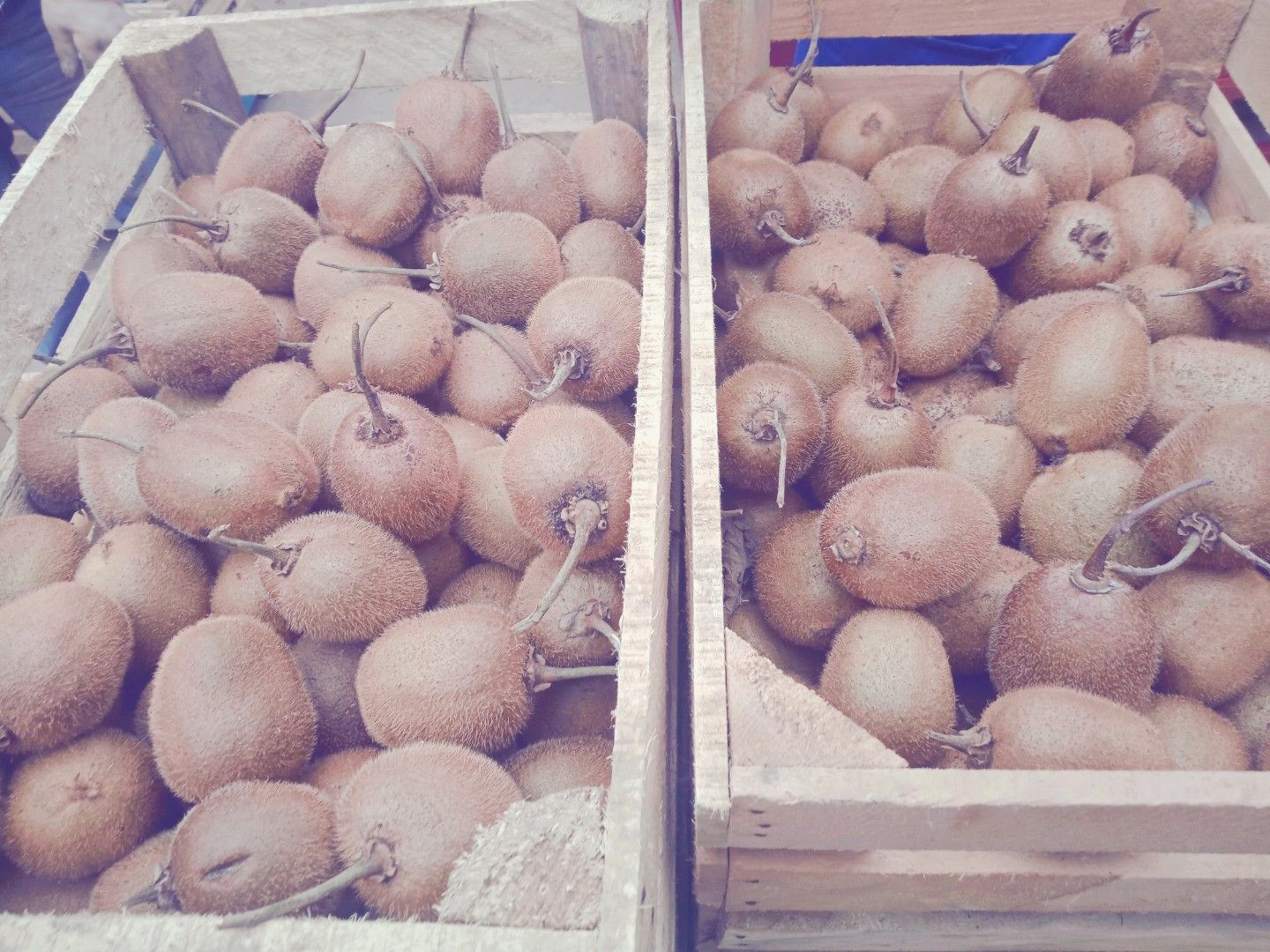 野生猕猴桃  70克以下小弥猴桃！营养维C！日供货1一2万斤