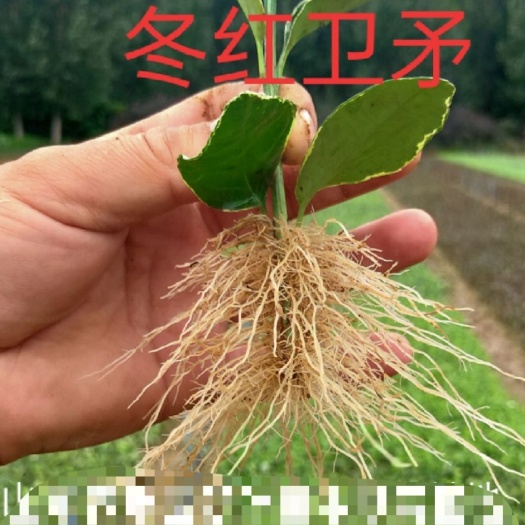 沂南县卫矛    冬红卫矛   彩叶卫矛  基地自产自销批发