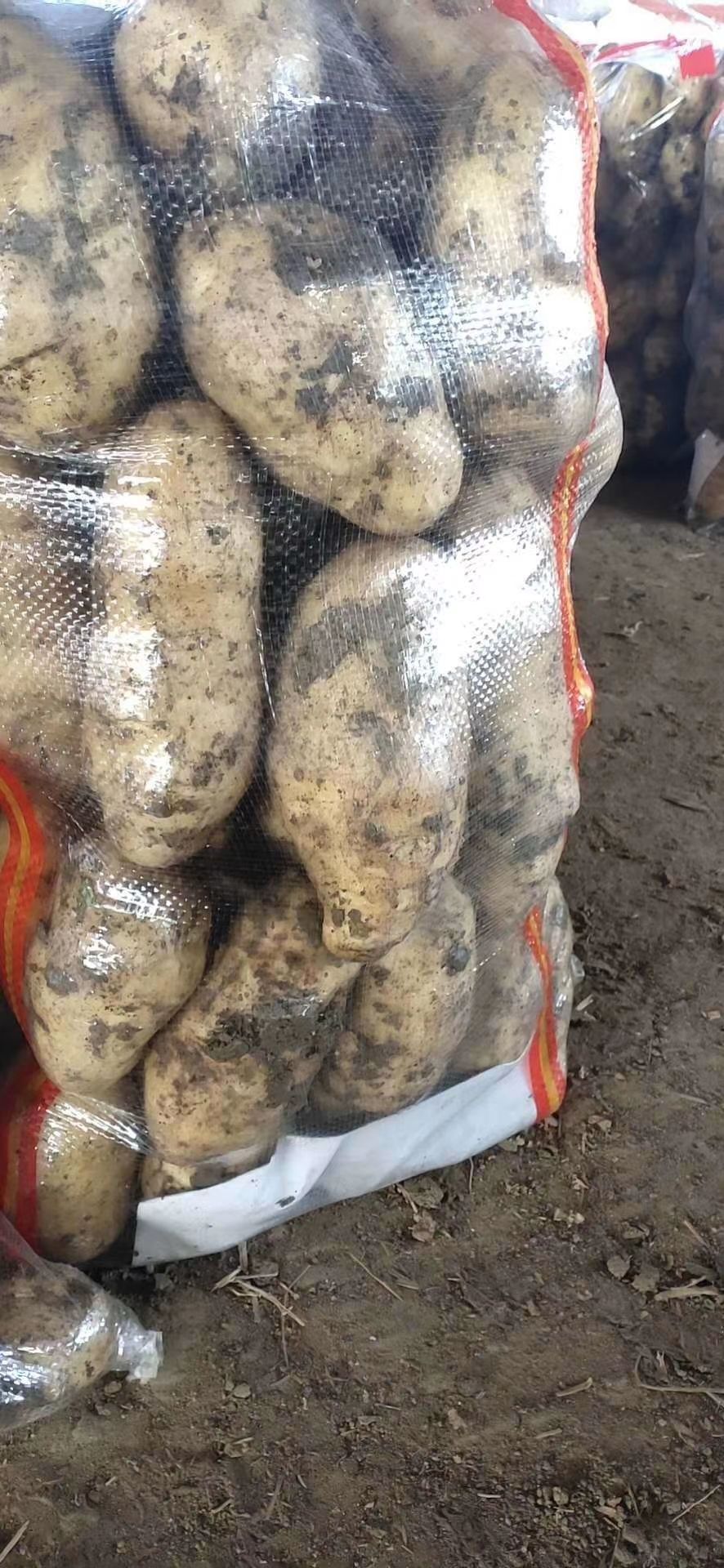 沃土，v7，实验一，黄皮黄心，3两以上大量供应，电商，大量