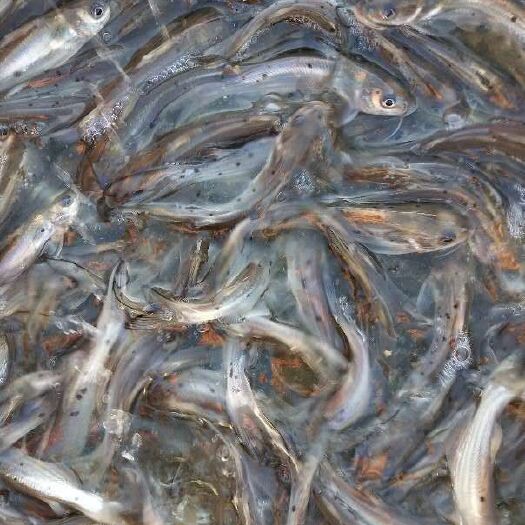 鱼苗 叉尾鮰鱼苗又名钳鱼苗 基地直供 提供技术指导 包运输