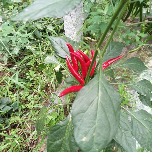 惠水县菜椒