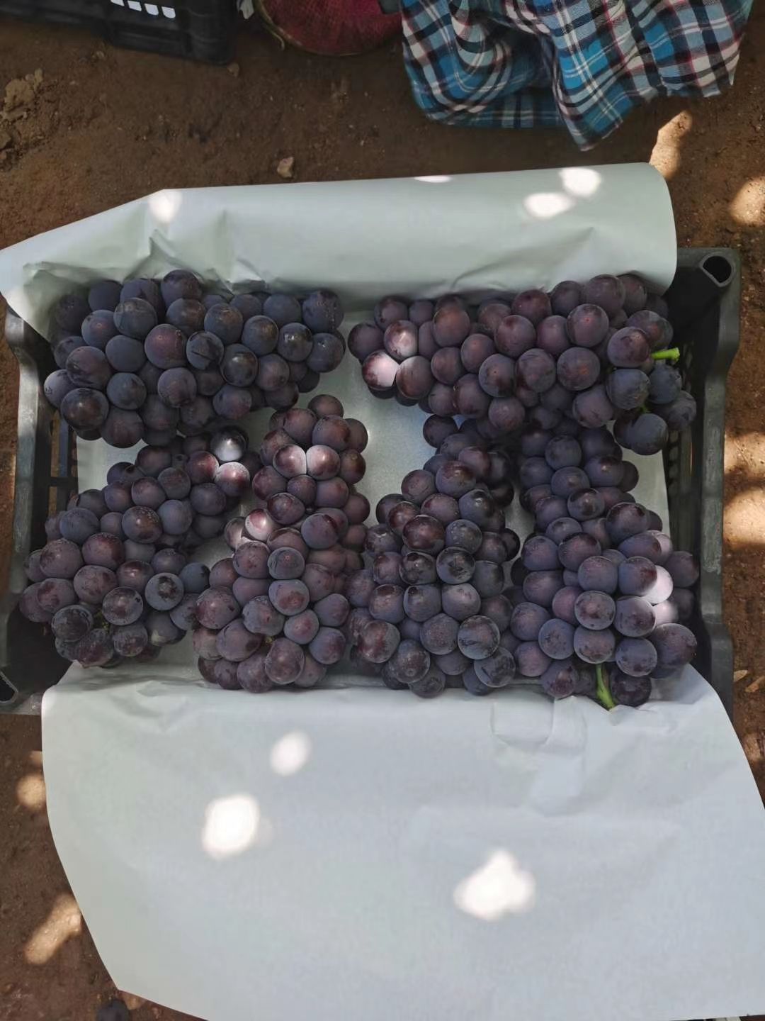  北镇巨丰葡萄大量上市，质量好，价格便宜，货源充足，没有中间商