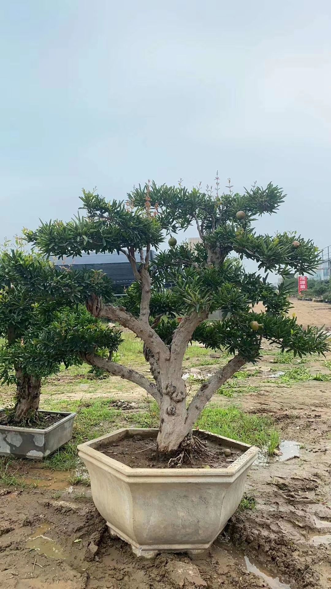  老桩石榴盆景，现发现卖，保湿发货。