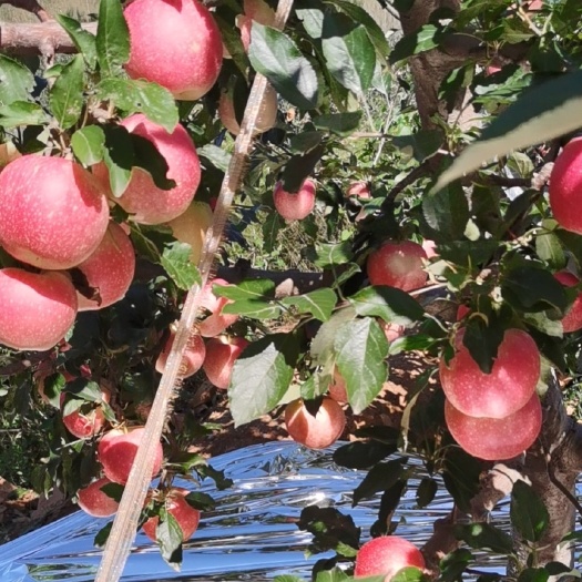 绥中县 嘎啦苹果大量上市