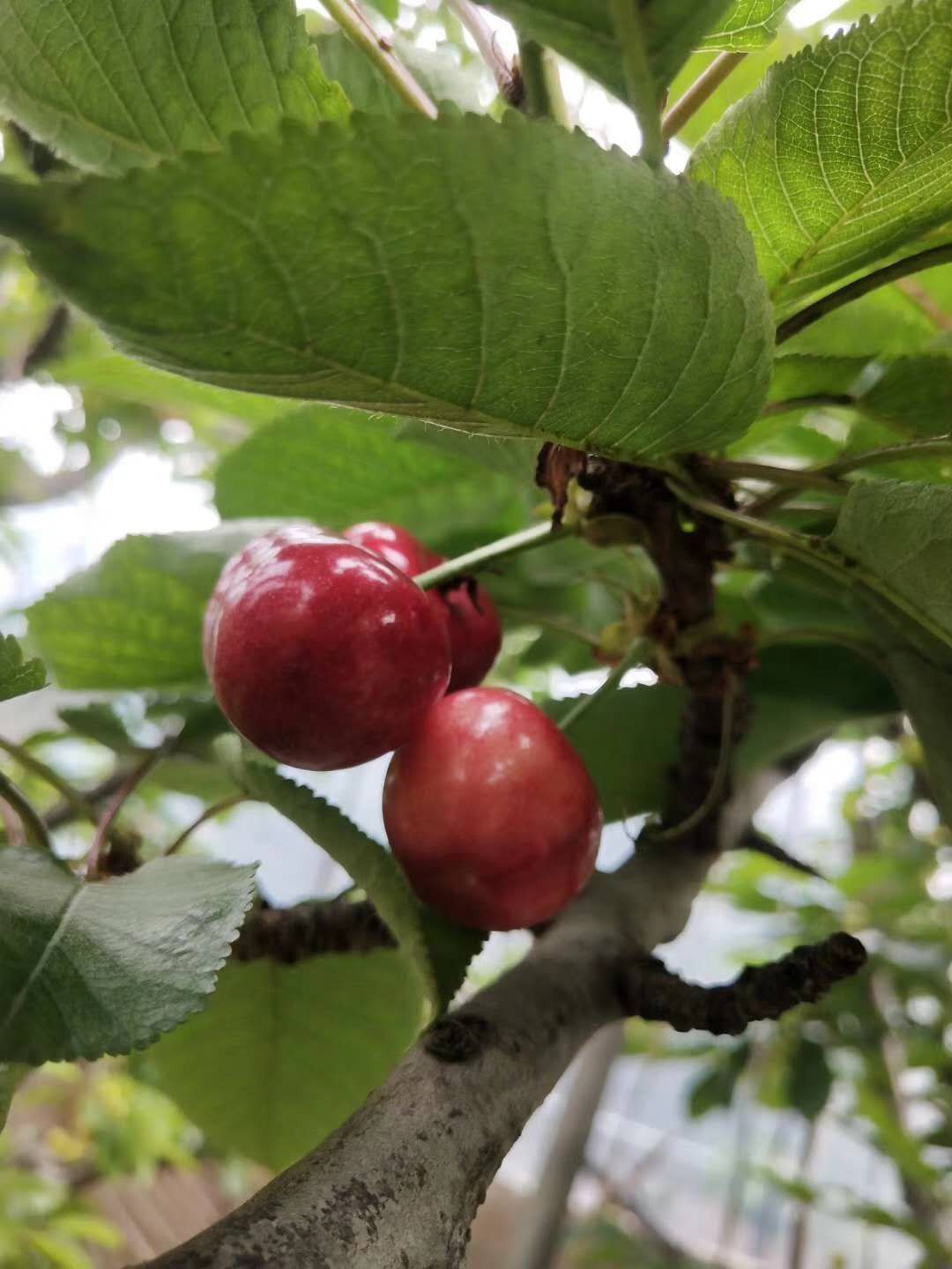  绛县      樱桃         又大又甜