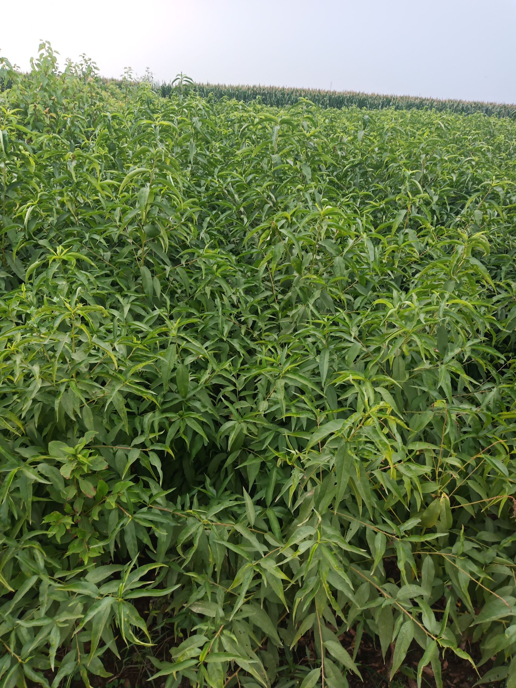  沂蒙霜红桃树苗 基地直销【定购中】