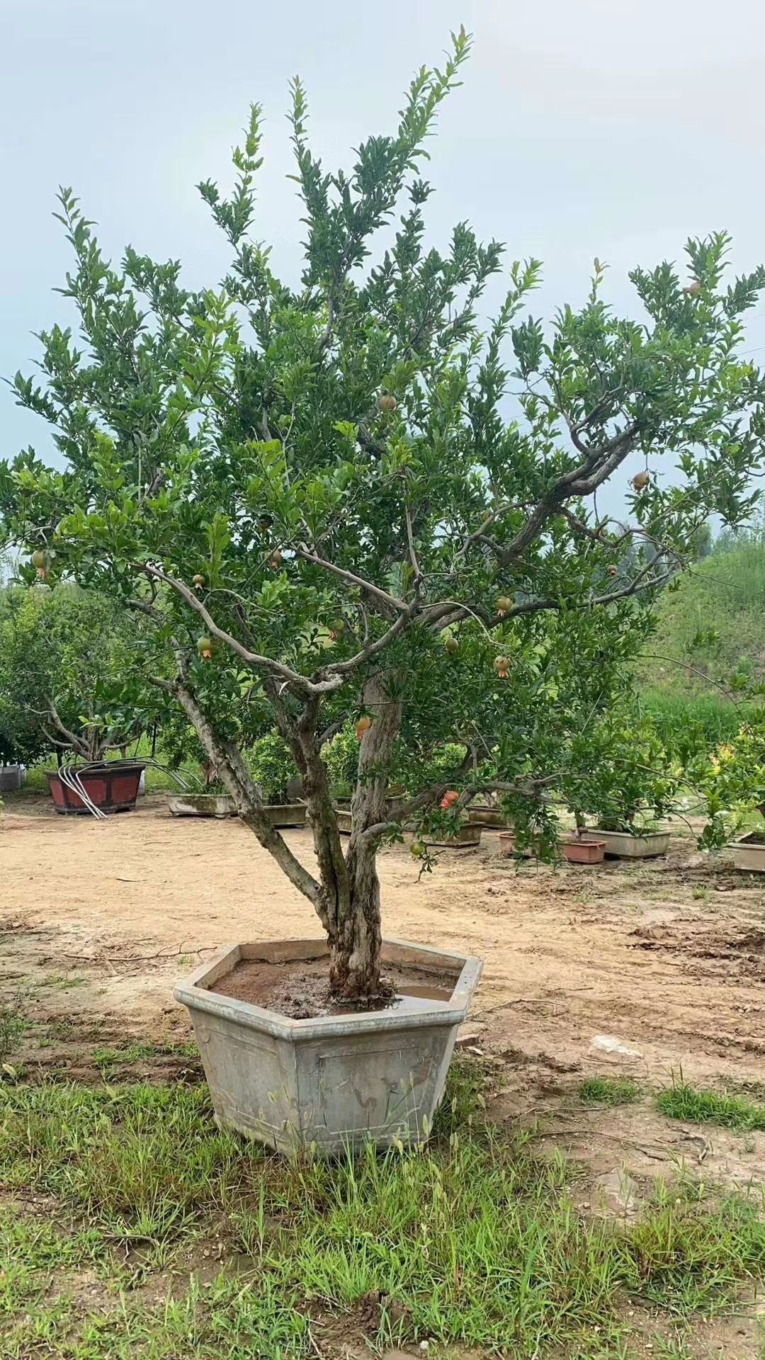  老桩石榴盆景，现发现卖，保湿发货。