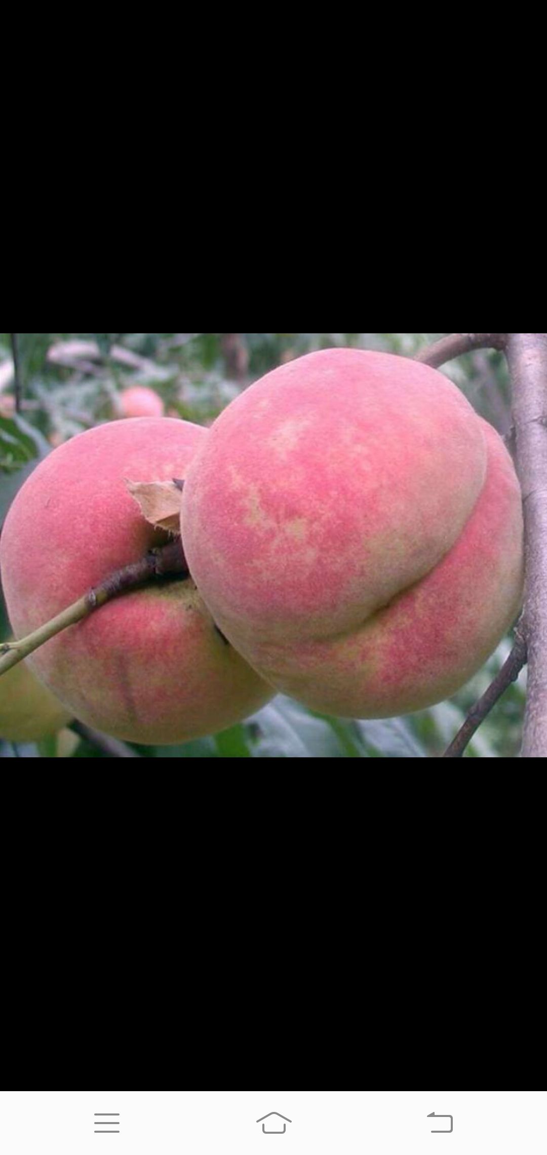  沂蒙霜红桃树苗 基地直销【定购中】