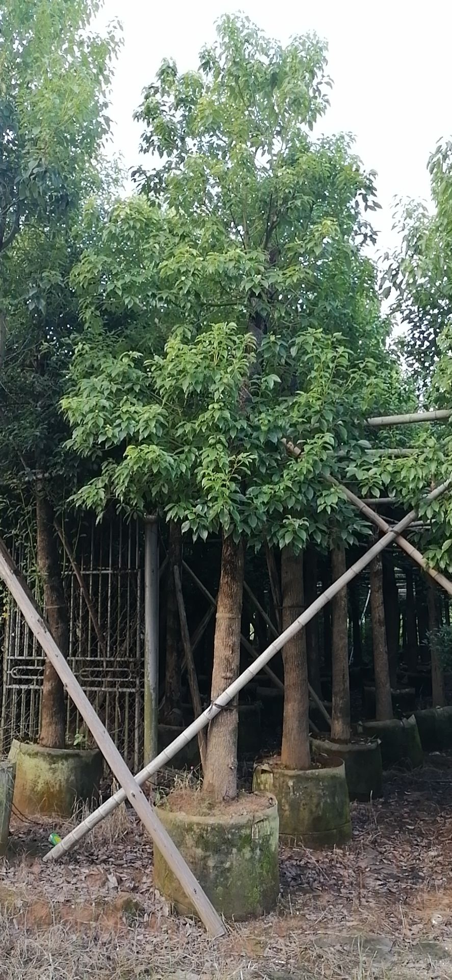  香樟15分~18分，冠幅2米~3米