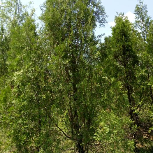 大连侧柏高2.5-3米左右