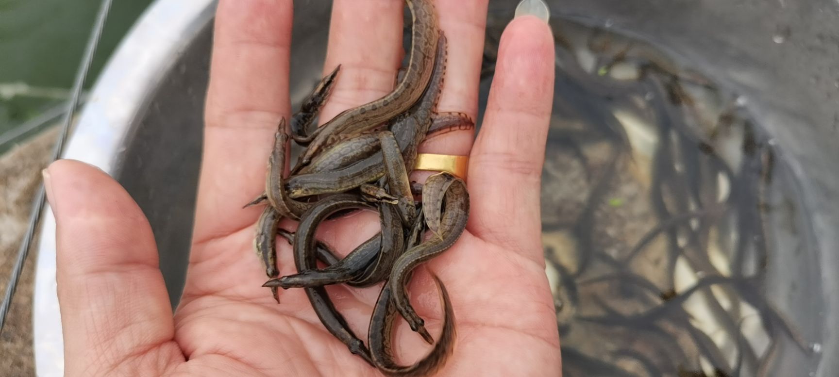  大刺鳅鱼苗，中华大刺鳅鱼苗，刺鳅鱼苗，刀鳅鱼苗