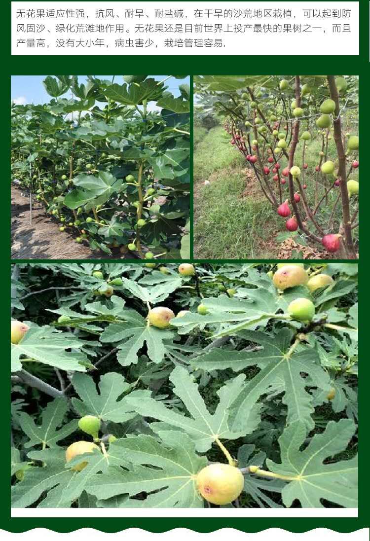 波姬红无花果苗  无花果苗波姬红布兰瑞克紫果青皮新疆枣黄品种多多量大从优