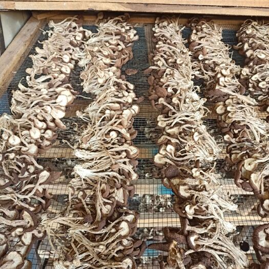 建宁县 5号茶树菇