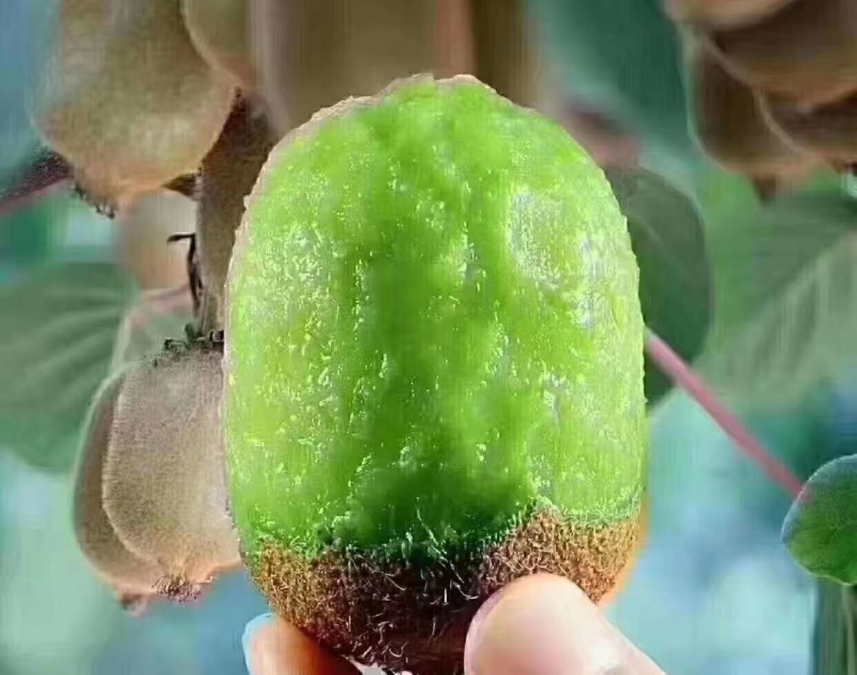 徐香猕猴桃 70克以上