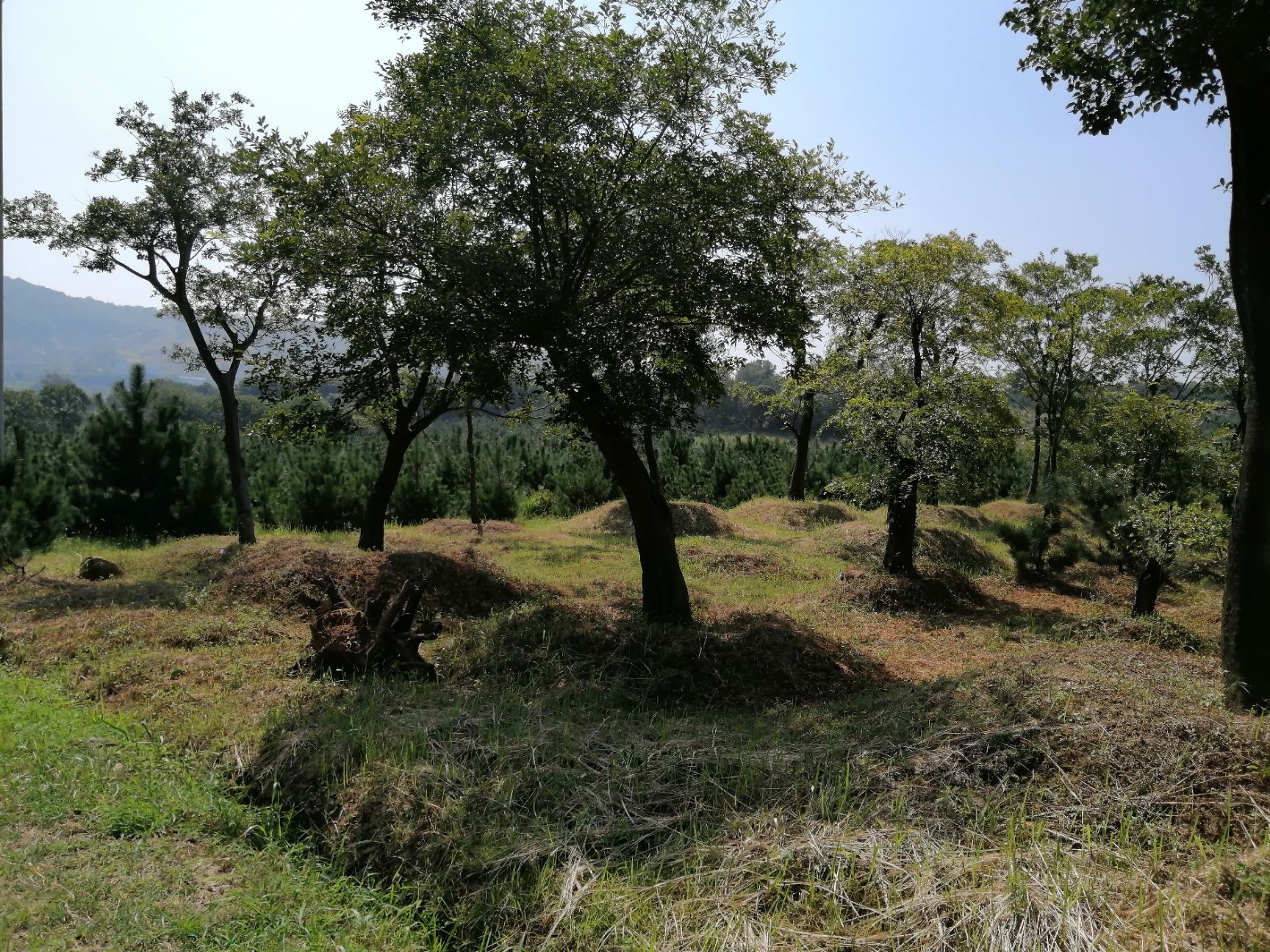 挖树机 挖掘机适合苗木翻土吊装