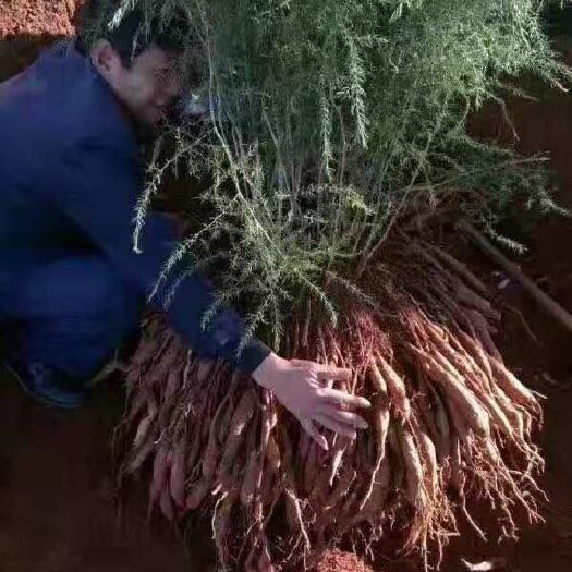 玉龙县 天门冬，热种产品