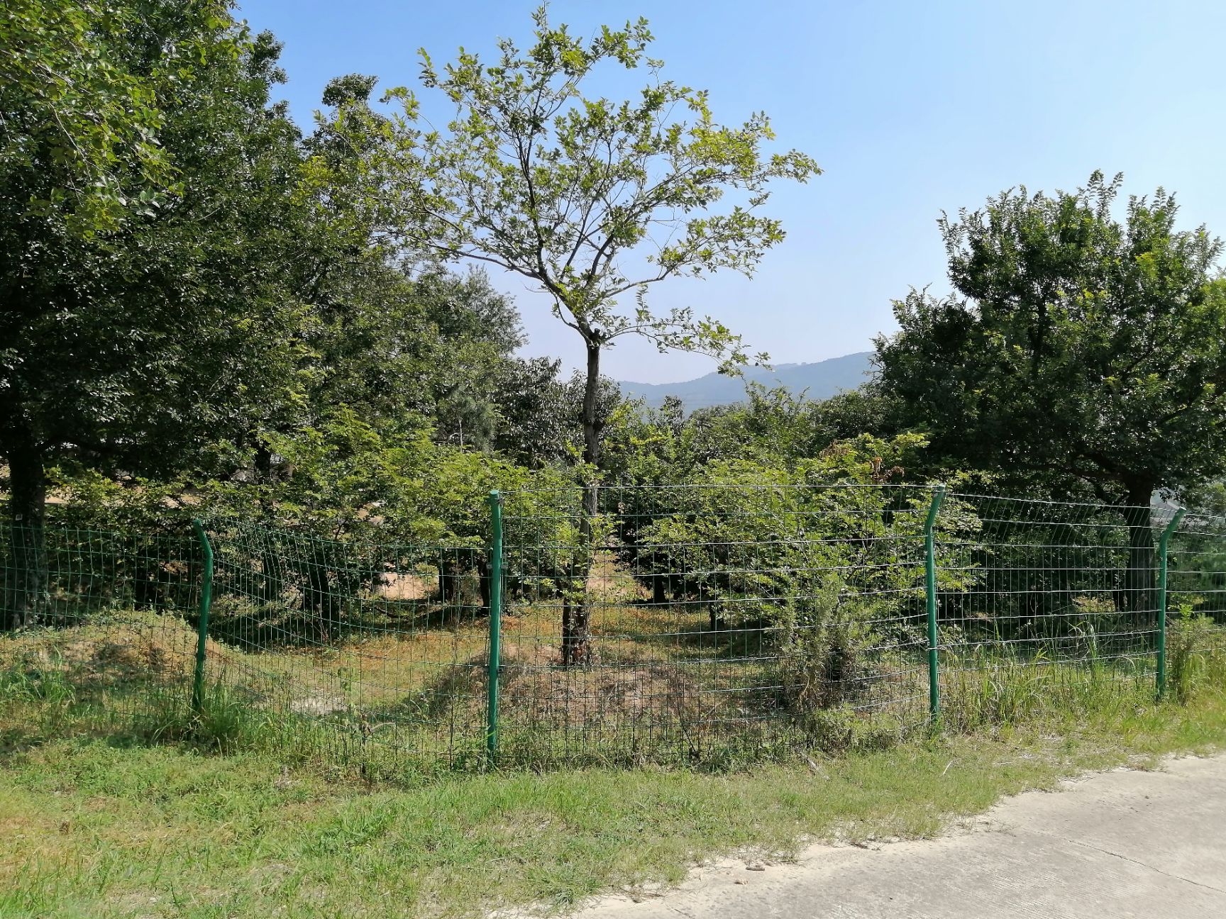 挖树机 挖掘机适合苗木翻土吊装