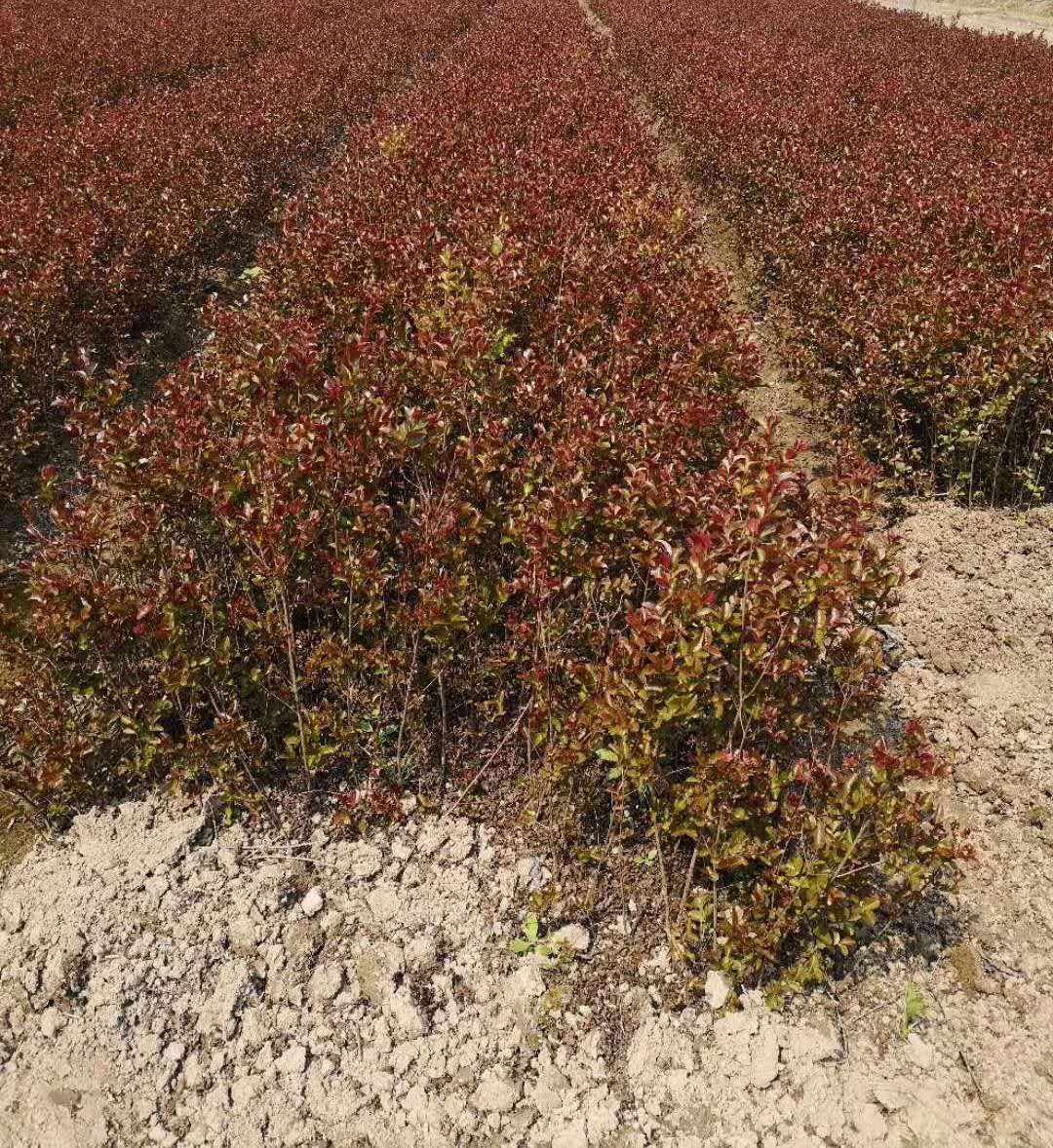  哪里的紫薇最好卖