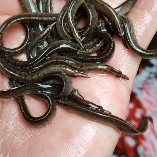南宁 大刺鳅鱼苗，中华大刺鳅鱼苗，刺鳅鱼苗，刀鳅鱼苗