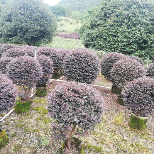 阳朔县双面红 大量供应红继木球20至1米5冠幅