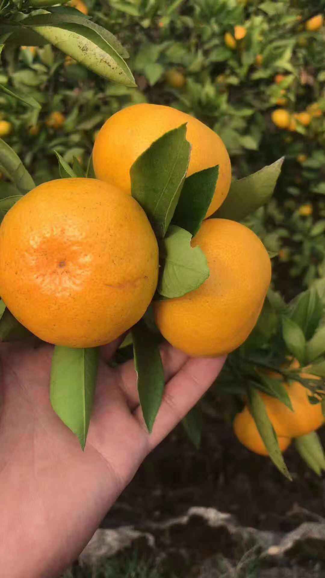 特早蜜桔 诚信为先，质量保证