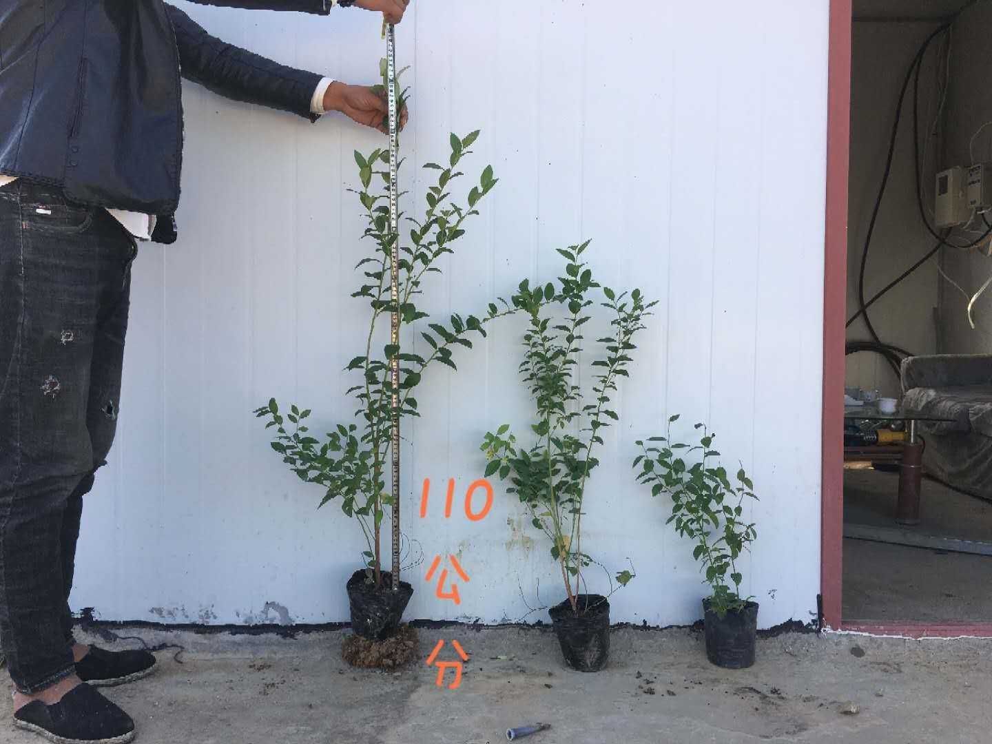 薄雾蓝莓苗  蓝莓苗培育基地品种全质量保证