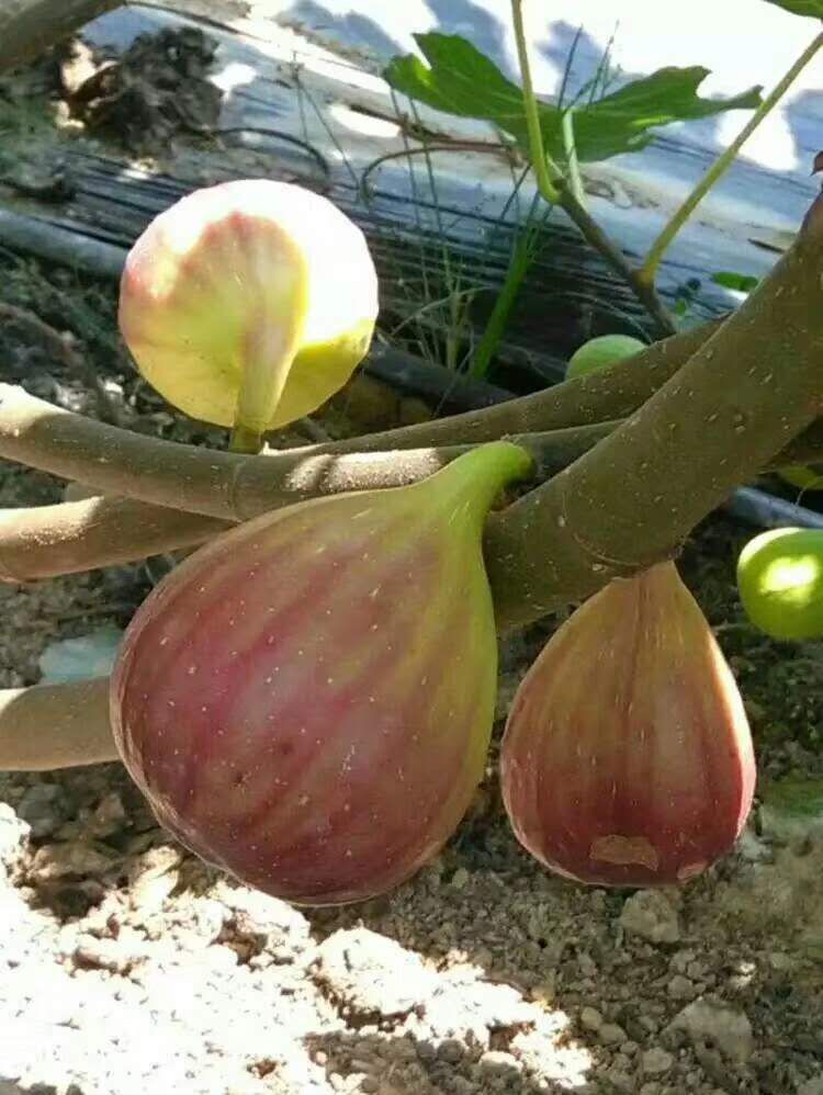 波姬红无花果苗  无花果苗波姬红布兰瑞克紫果青皮新疆枣黄品种多多量大从优