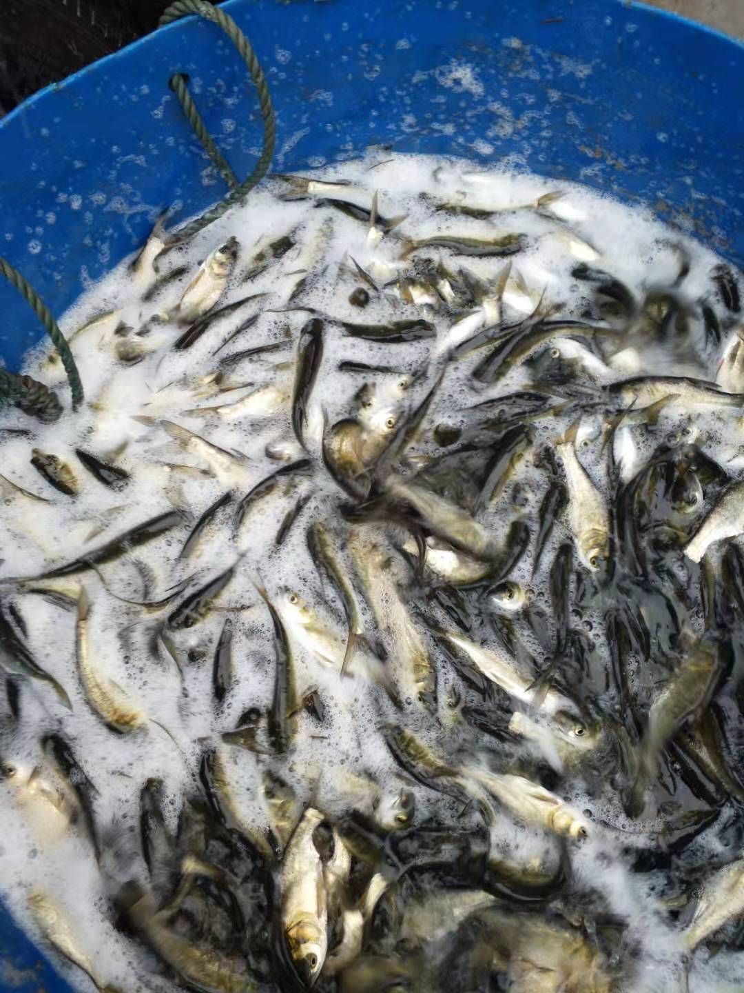 《花白鲢鱼苗》放养水库鱼塘优质淡水白鲢白花鲢生存能力强包运输
