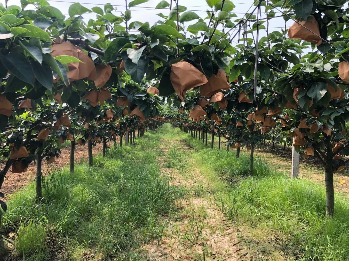  正宗华山梨，糖度高，皮薄，口感脆甜多汁，无渣。