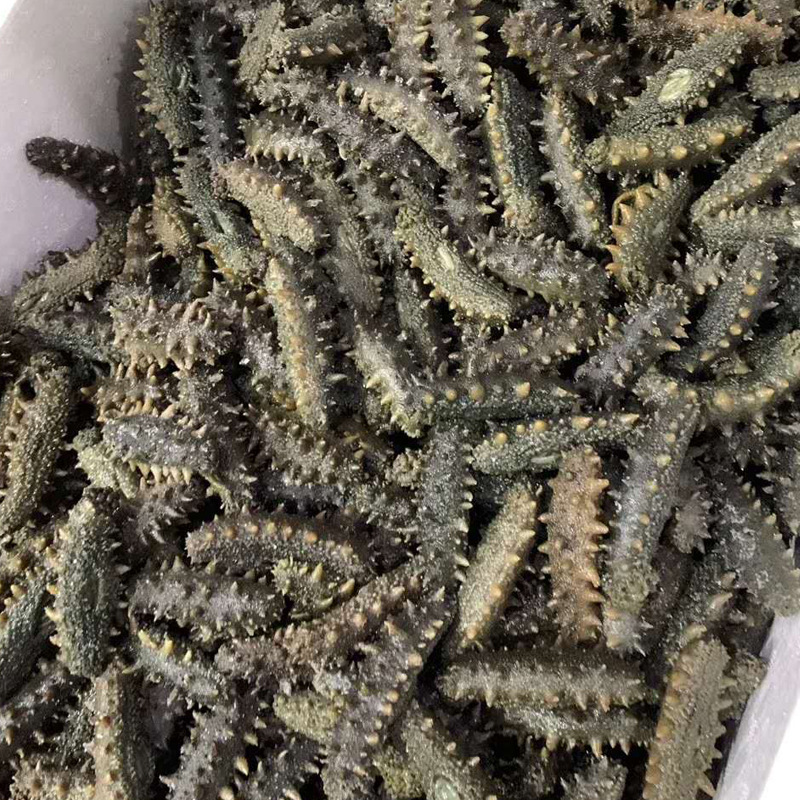 大连海参  大连参旺福半干海参批发零售