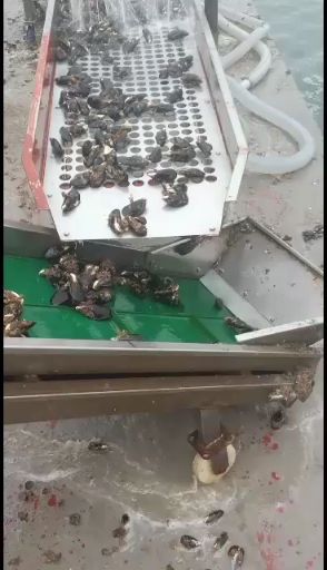 海鲜礼盒装  黑口贝蓝口贝青

嵊泗枸杞大海虹黑口贝蓝口贝
