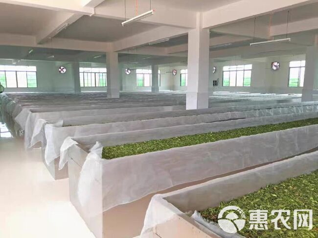  十二号红茶散茶大量批发零售 韶逸红茶叶自产自销