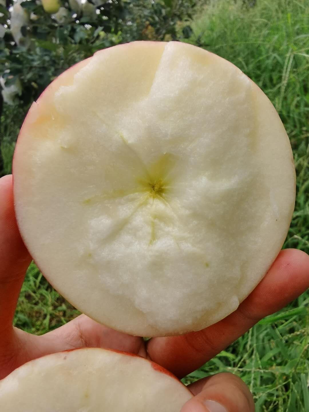 山東紅富士蘋果，奶油富士蘋果，脆甜多汁，清爽可口，