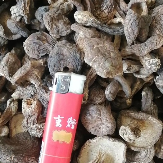 昆明虎掌菌 虎掌干貨5公分以下