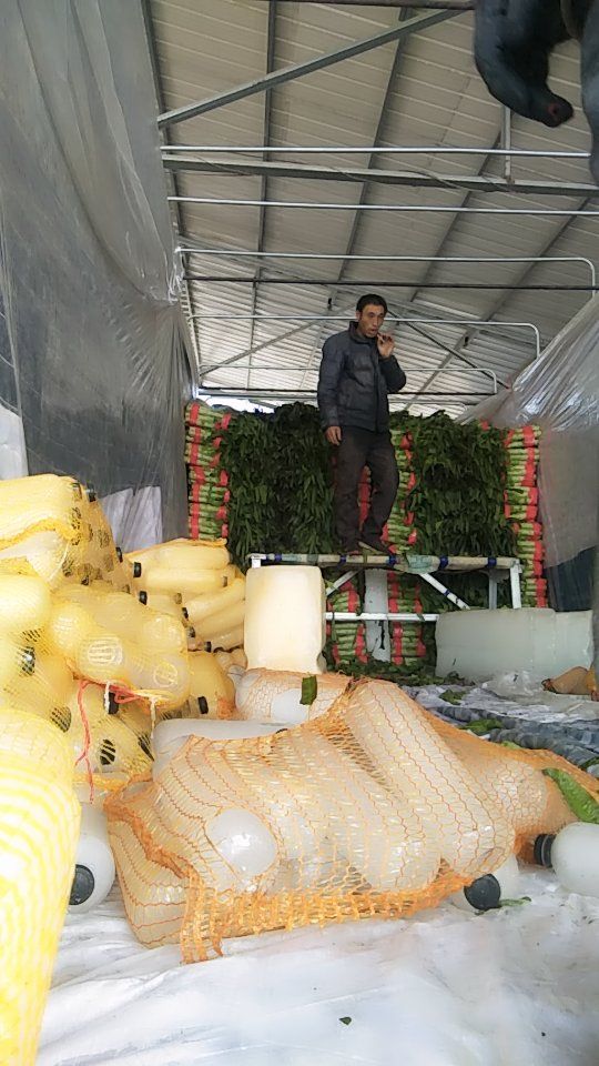 青尖叶莴笋  紫叶莴苣已上市，精品，通货，杆子，产地直供