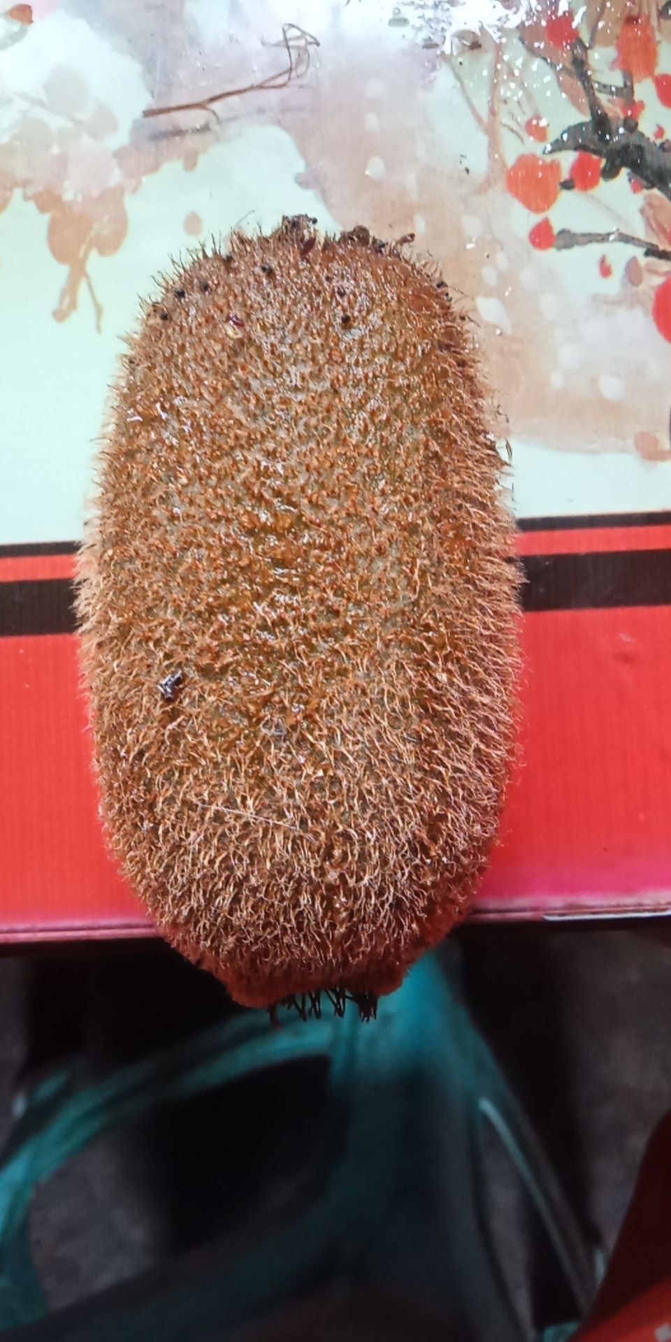  绿心多肉贵长猕猴桃
