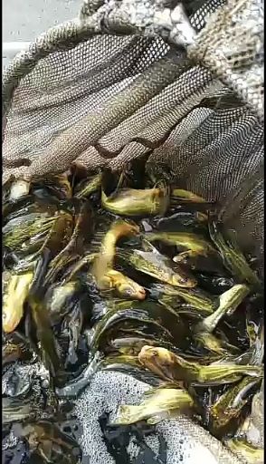 黄颡鱼苗  《精品黄辣丁鱼苗》精品鱼苗 提供养殖技术包运云贵川渝等送货