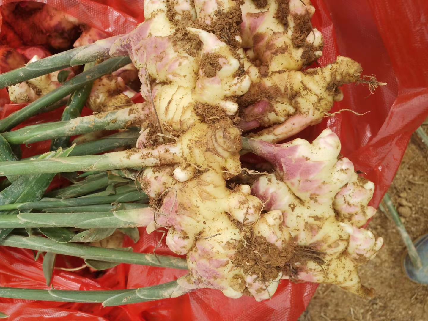 云南老姜小黄姜生姜新鲜现挖优惠老姜组月子整箱批发饭店火锅