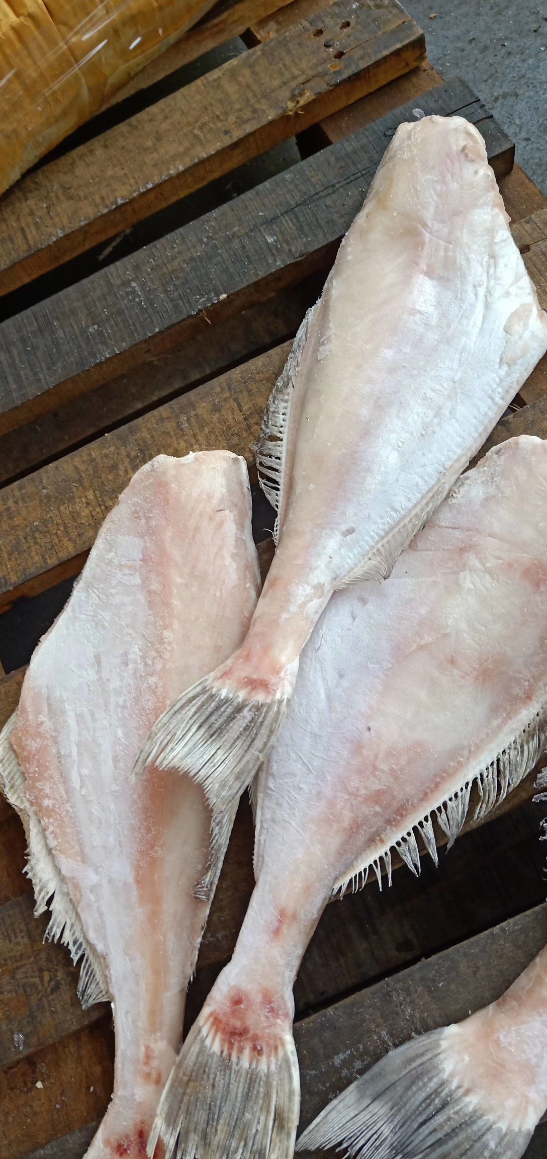 冰冻马面鱼 印尼三去马面鱼