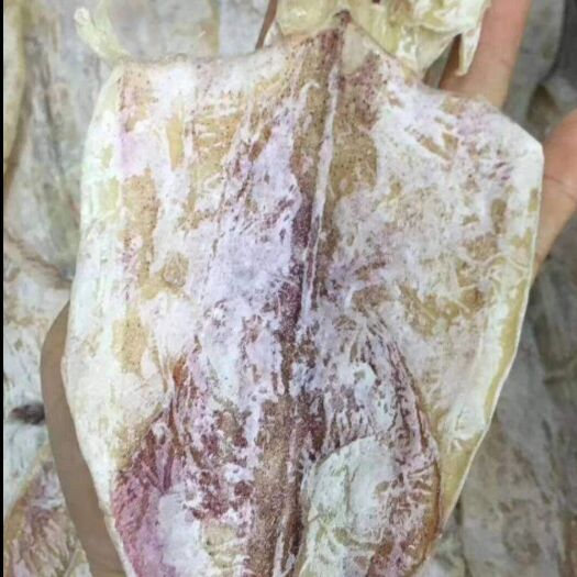 遂溪县北部湾鱿鱼  鱿鱼
