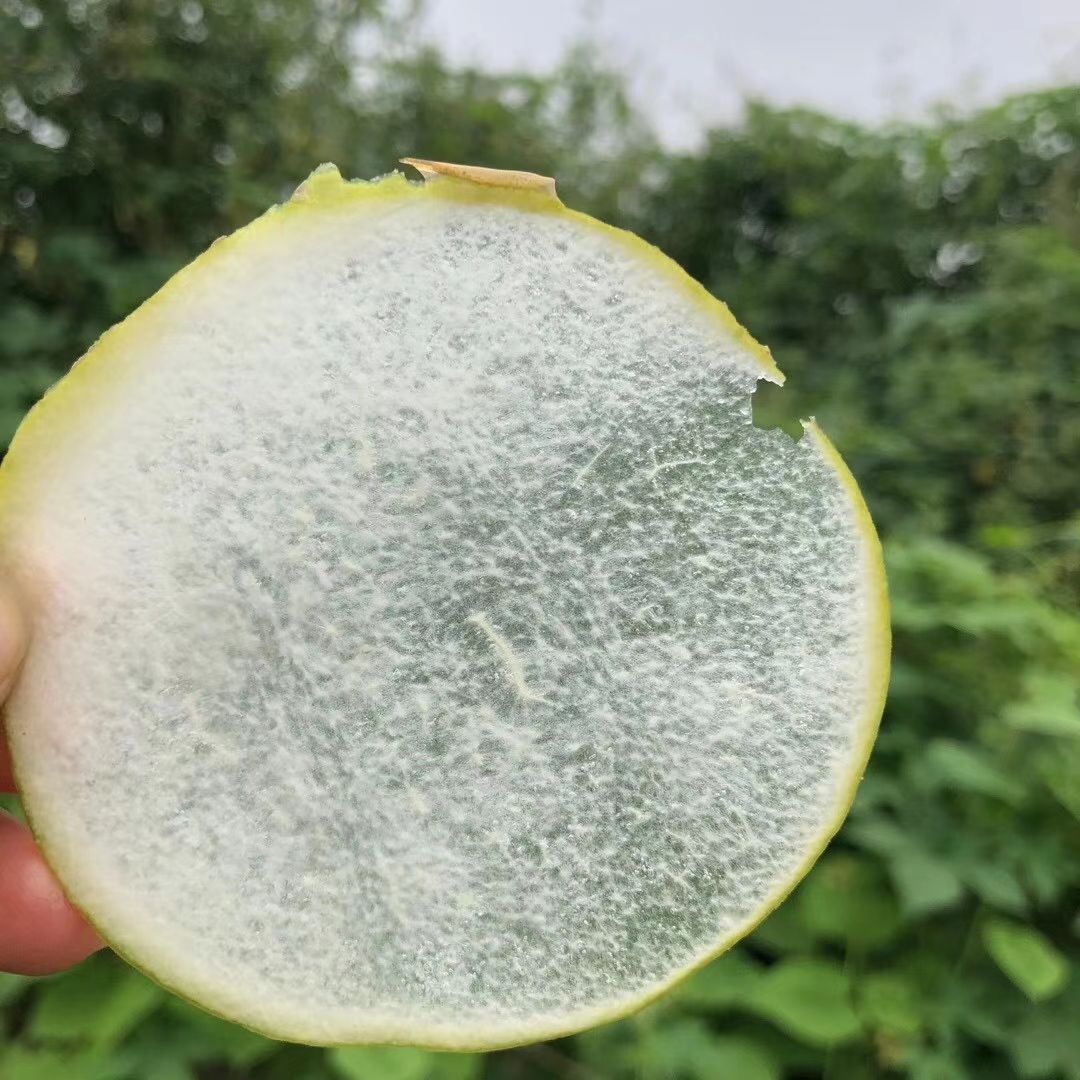  正宗华山梨，糖度高，皮薄，口感脆甜多汁，无渣。