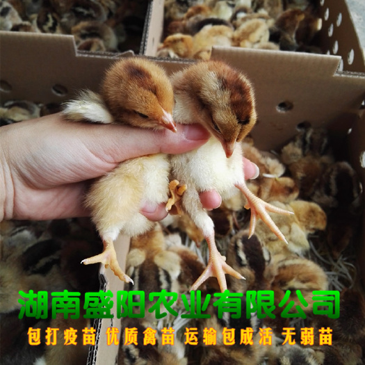 衡阳K9鸡苗  厂价直销k901鸡苗肉鸡苗疫苗到位品质有保证路上
