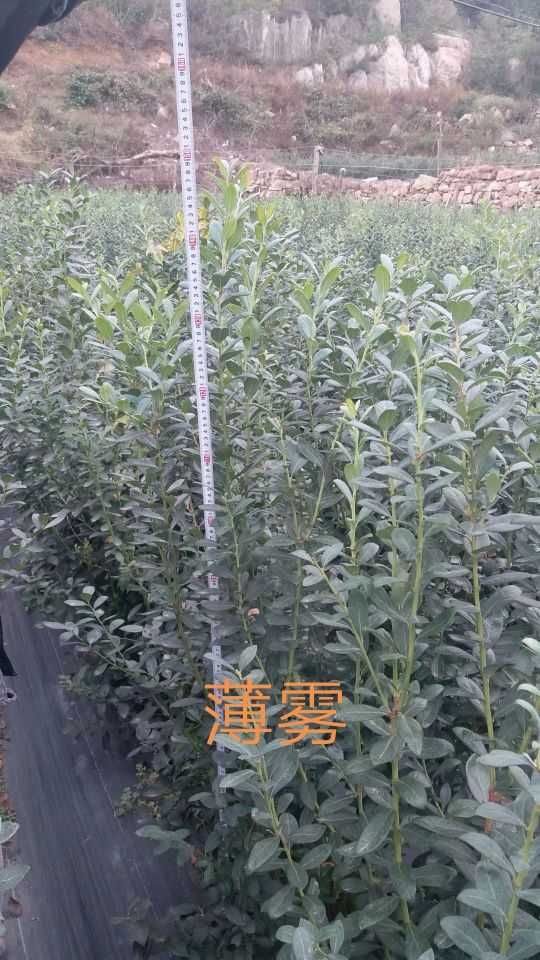 薄雾蓝莓苗  蓝莓苗培育基地品种全质量保证