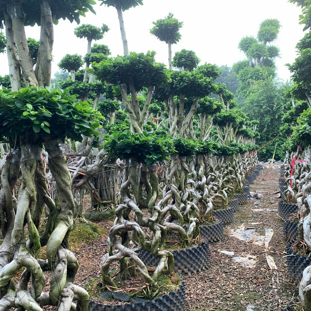  嫁接花篮造型榕桩景 （4组合型）8字造型榕树盆景