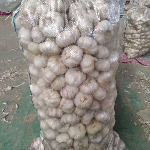 成武县红皮蒜  大蒜成品大蒜