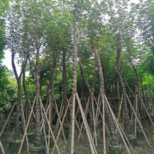 普宁市黄花风铃木