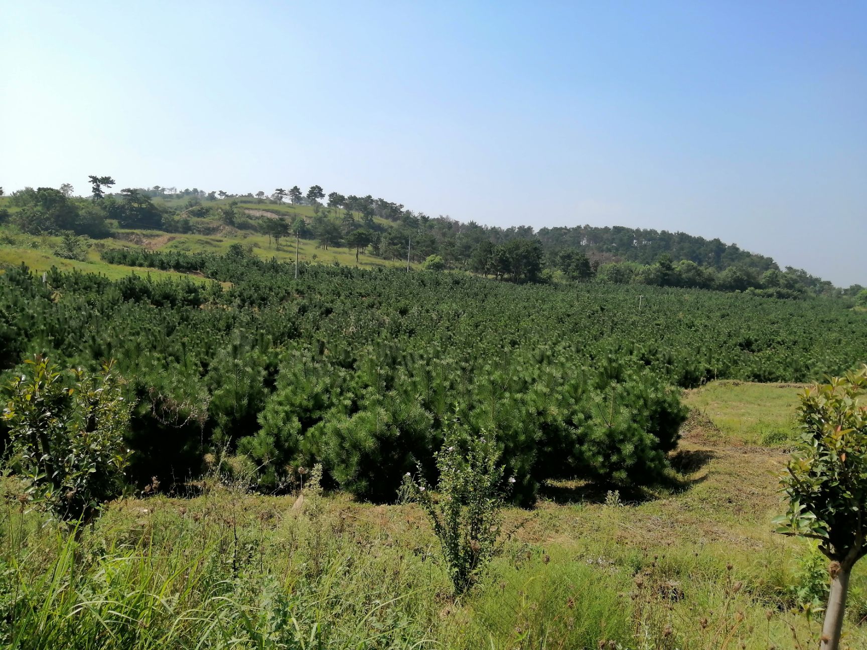 挖树机 挖掘机适合苗木翻土吊装